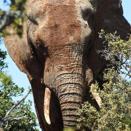 아도 Orange Elephant Backpackers 호스텔 외부 사진